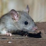 Confirman muerte de hombre de 60 años por Hantavirus en Limache y refuerzan medidas de prevención en la zona