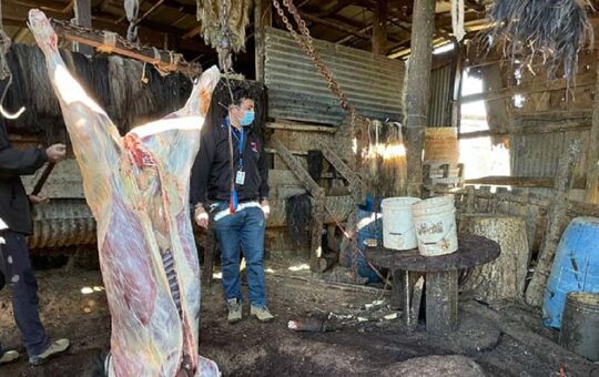 Decomisan cerca de 300 kilos de carne en matadero clandestino en Quilpué